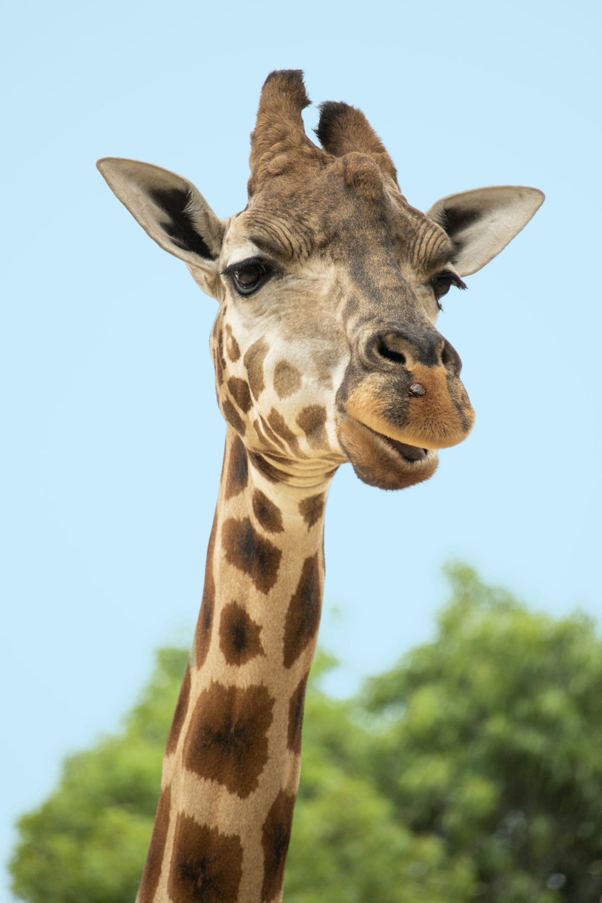 Giraffe in der Savanne