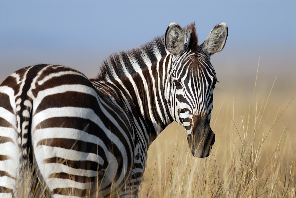 Giraffen-Plüschtiere in verschiedenen Größen
