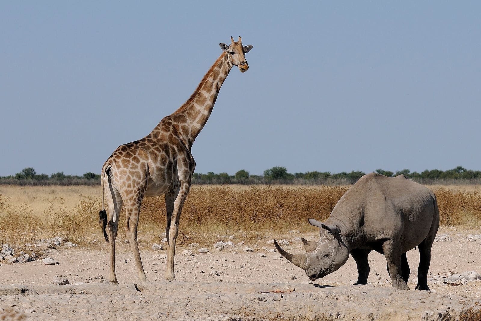 Giraffe und Nashorn nebeneinander an einer Wasserstelle