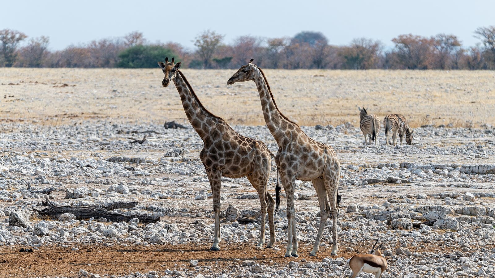 Giraffen an einem Wasserloch in der trockenen Etosha-Pfanne