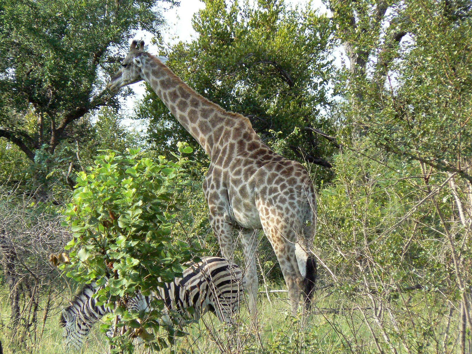 Giraffe zwischen Büschen im Buschland, dahinter Zebras