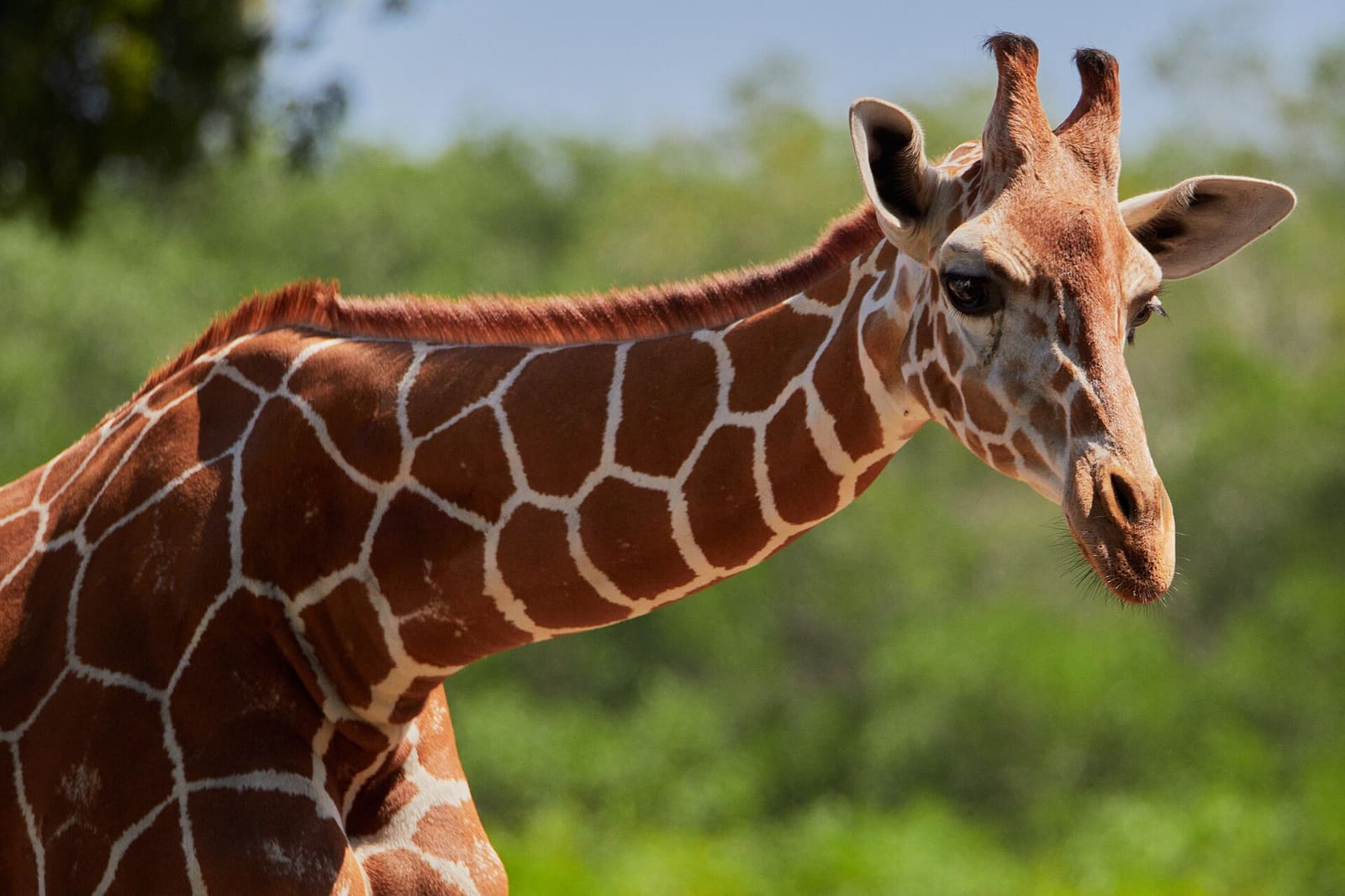 Netzgiraffe im Profil vor grüner Vegetation