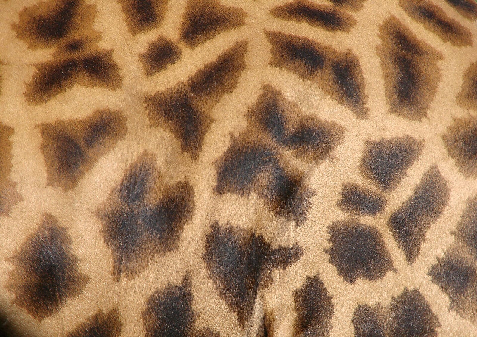 Nahaufnahme des Fleckenmusters im Fell einer Giraffe