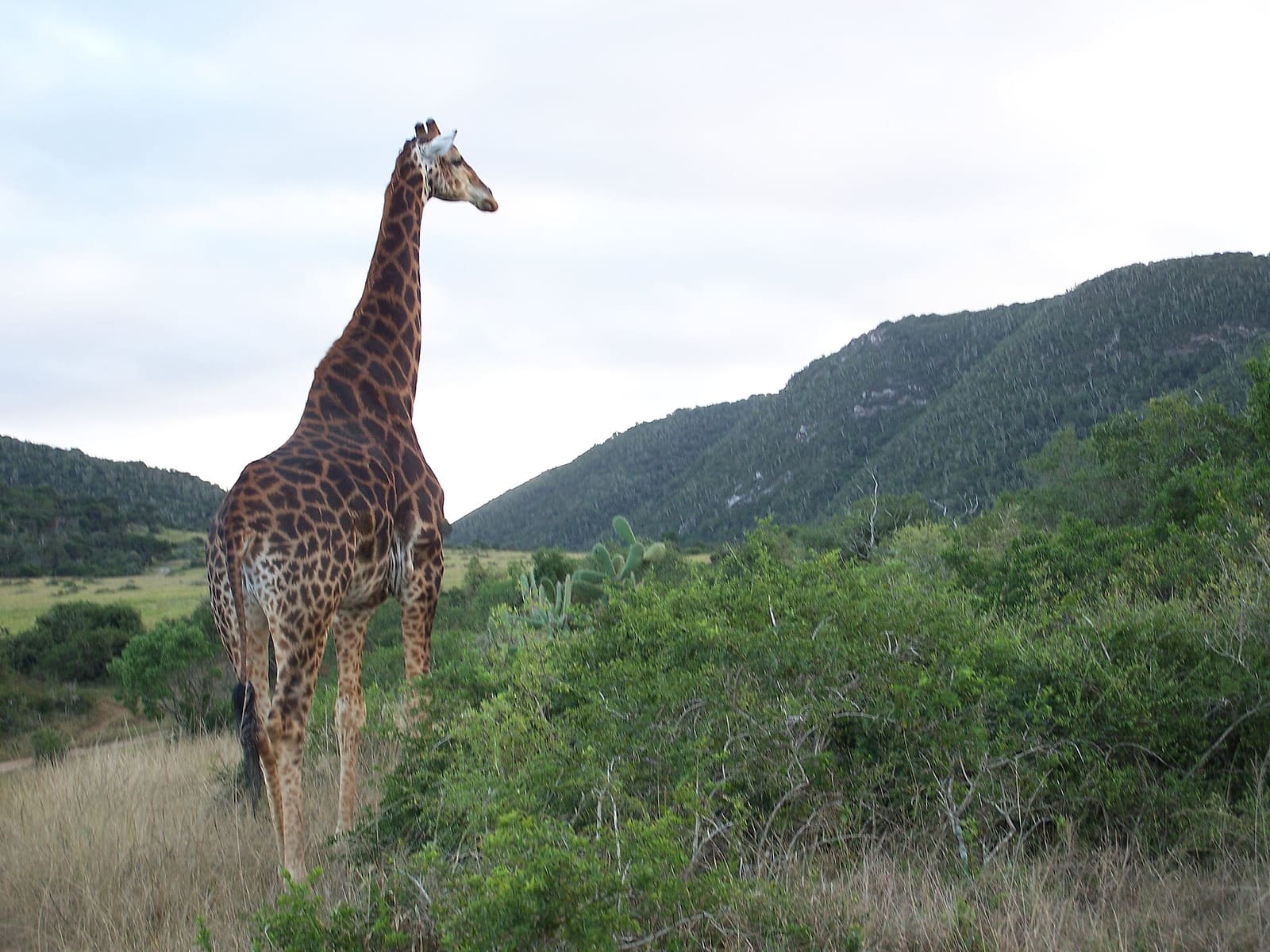 Ausgewachsene Giraffe in voller Größe vor bewaldeten Hügeln