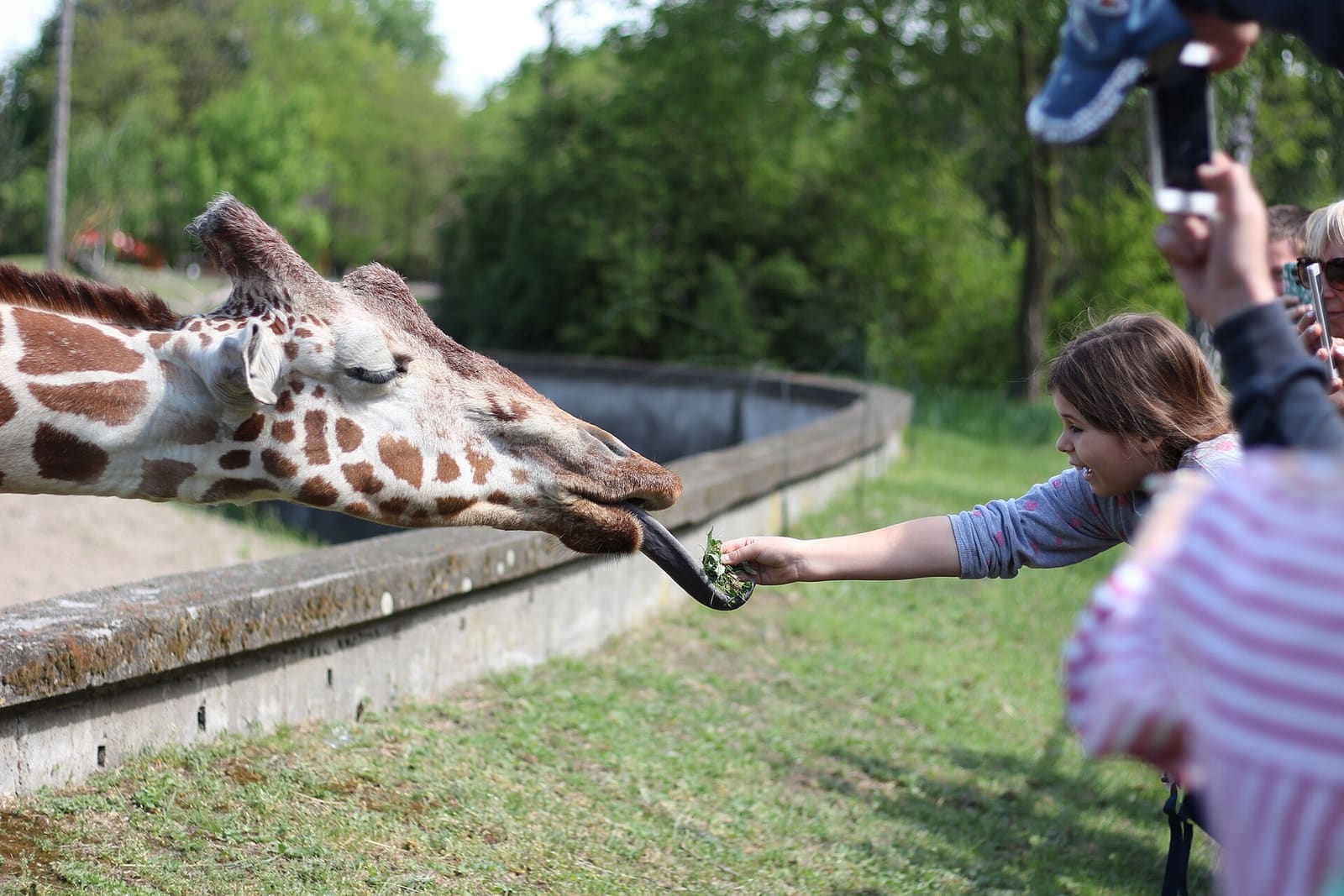 Besucherin füttert eine Giraffe über die Absperrung hinweg