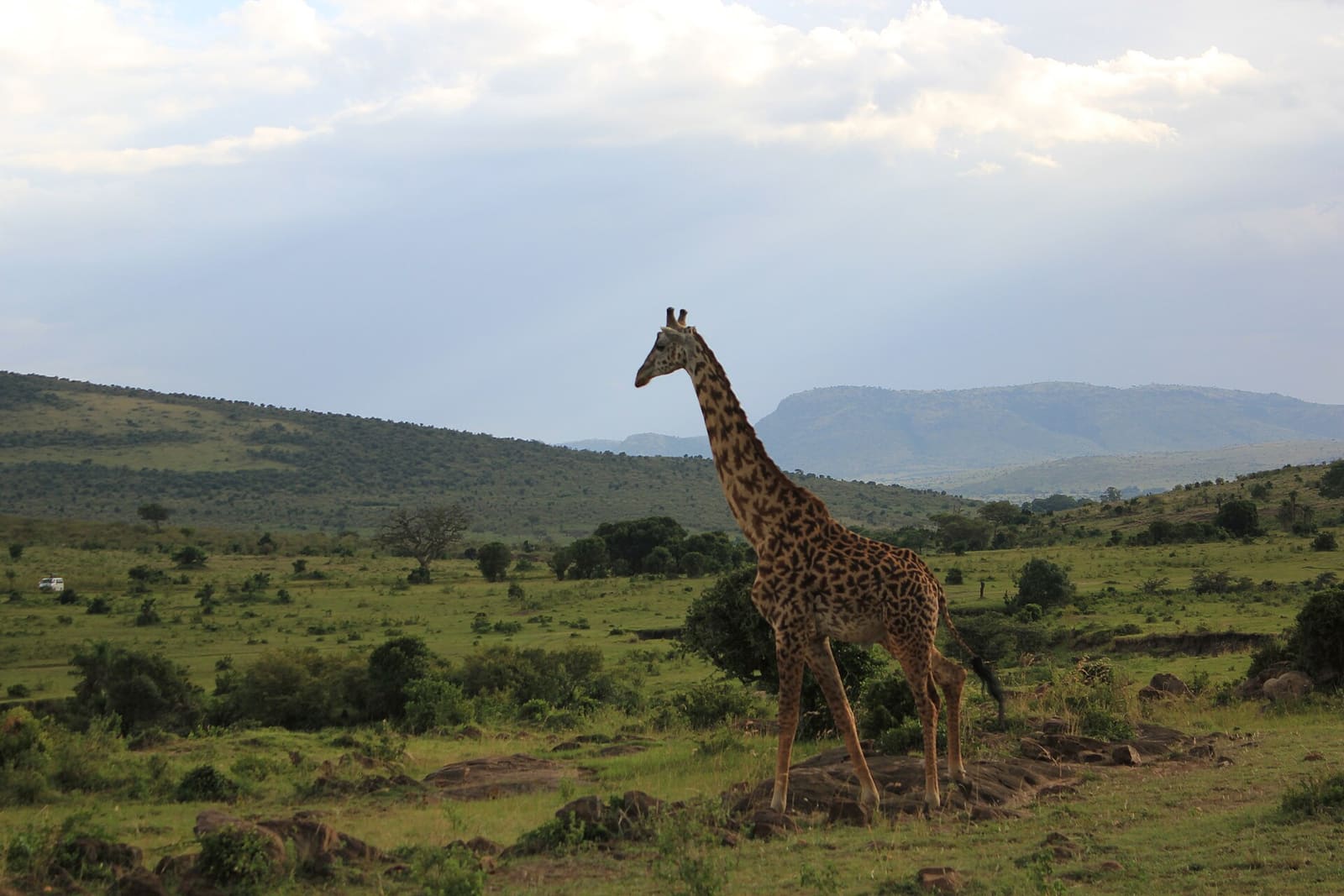 Giraffe zieht ausschreitend durch die offene Savanne der Masai Mara