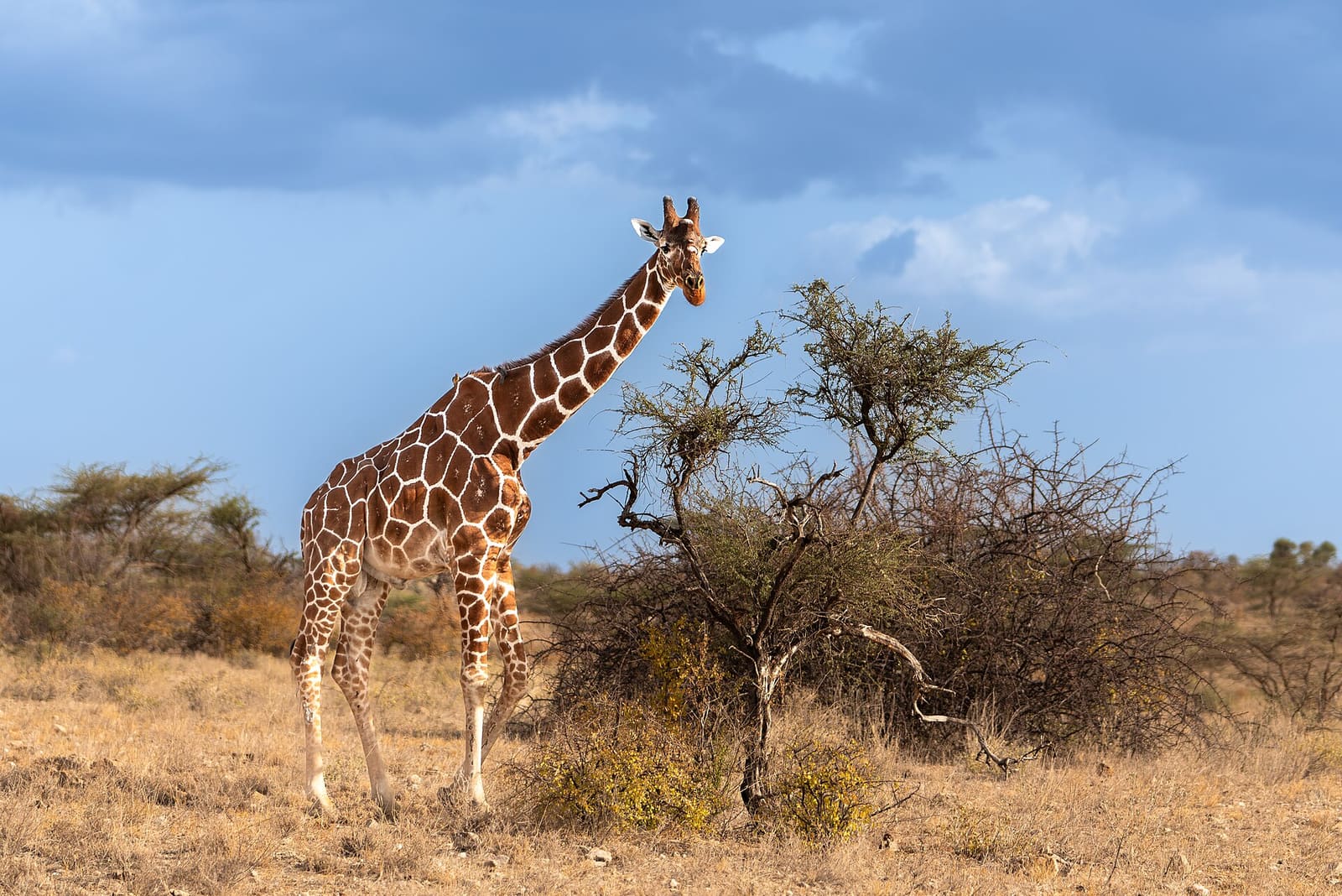 Netzgiraffe mit heller Fellzeichnung - echte Albino-Giraffen sind extrem selten