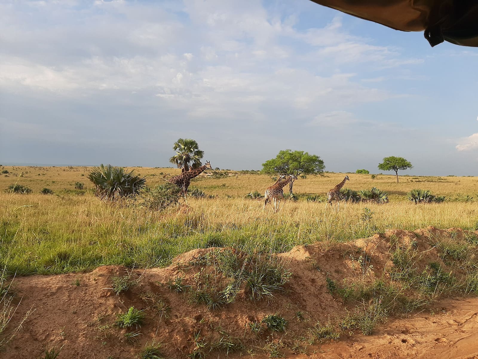 Giraffen im Murchison-Falls-Nationalpark in Uganda