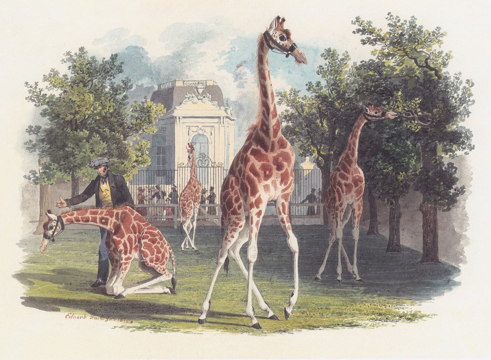 Historische Darstellung der ersten Giraffe im Tiergarten Schönbrunn, 1828