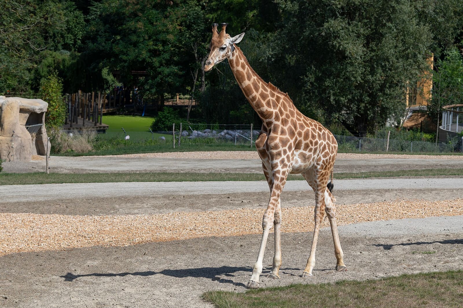 Giraffe im Außengehege eines Zoos