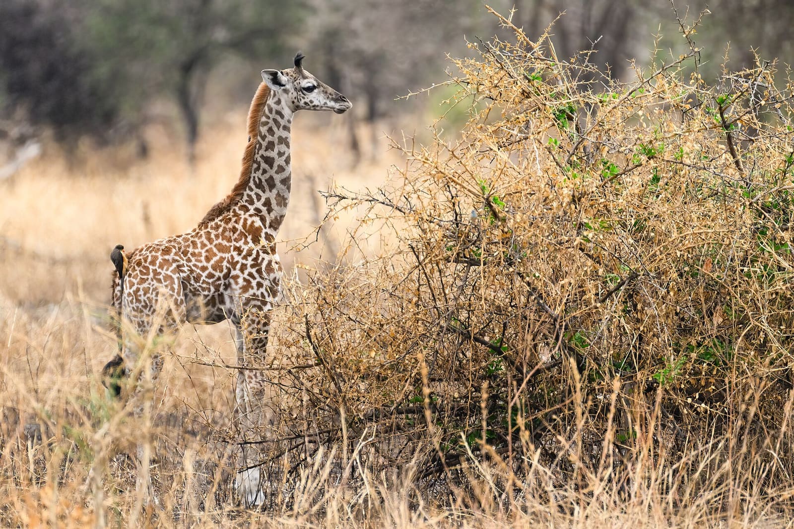 Junges Giraffenkalb im hohen Gras