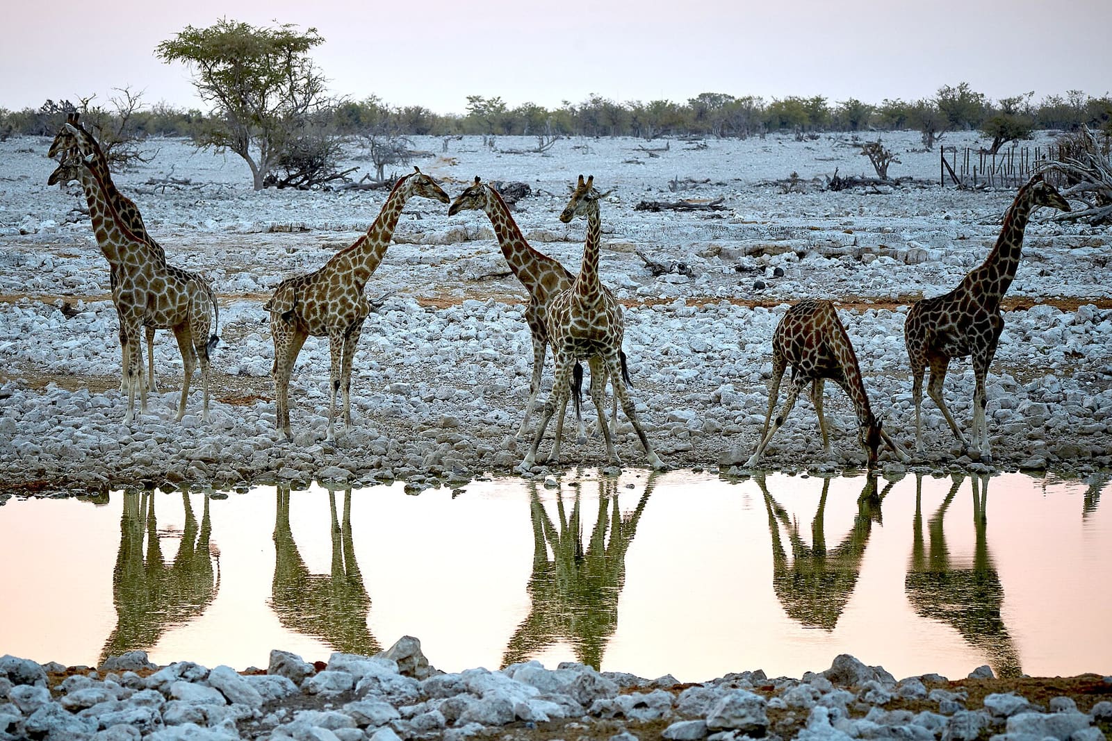 Giraffen an einem flachen Wasserloch, im Wasser spiegeln sich ihre Beine