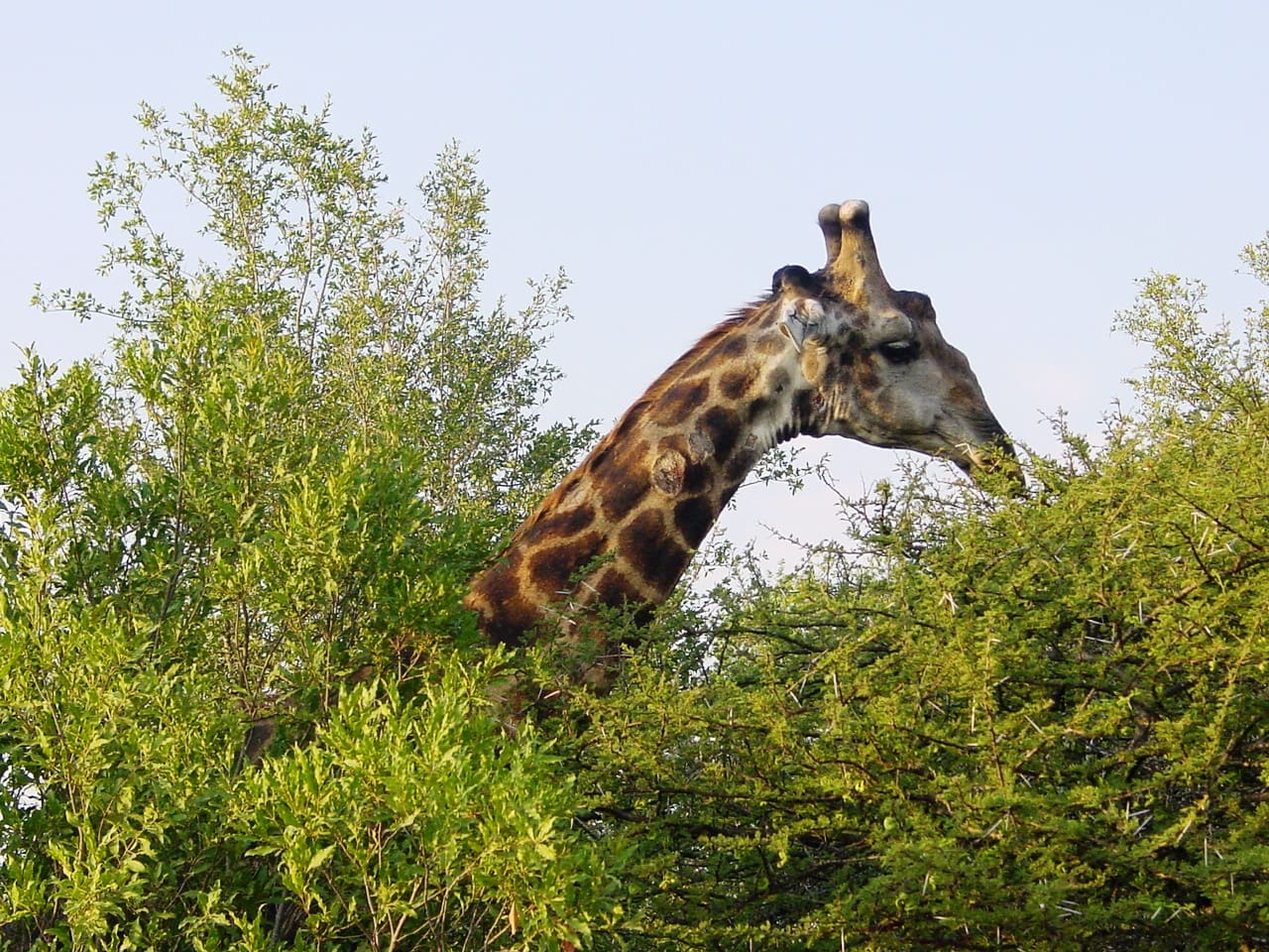 Giraffenbulle blickt über das Buschwerk hinweg