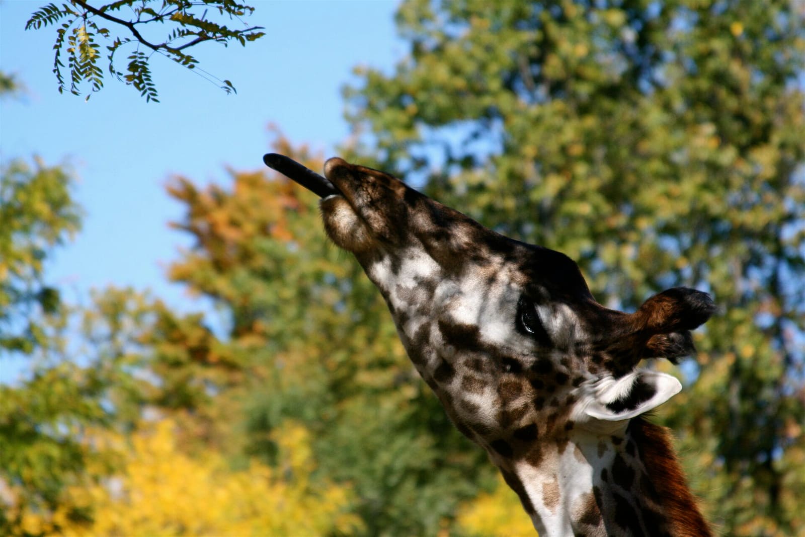 Giraffe streckt ihre dunkel gefärbte Zunge nach Blättern aus
