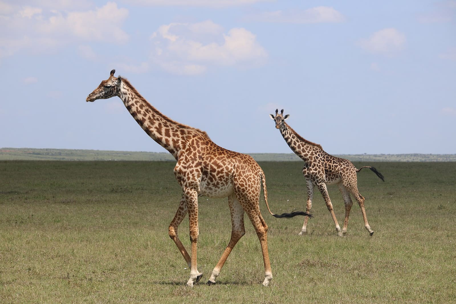 Zwei Giraffen ziehen mit gestreckten Hälsen durch die Savanne