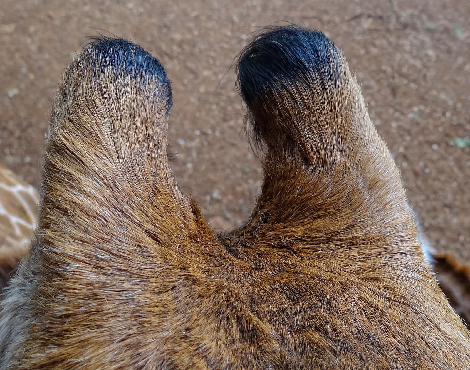 Nahaufnahme der beiden Ossikone auf dem Kopf einer Giraffe