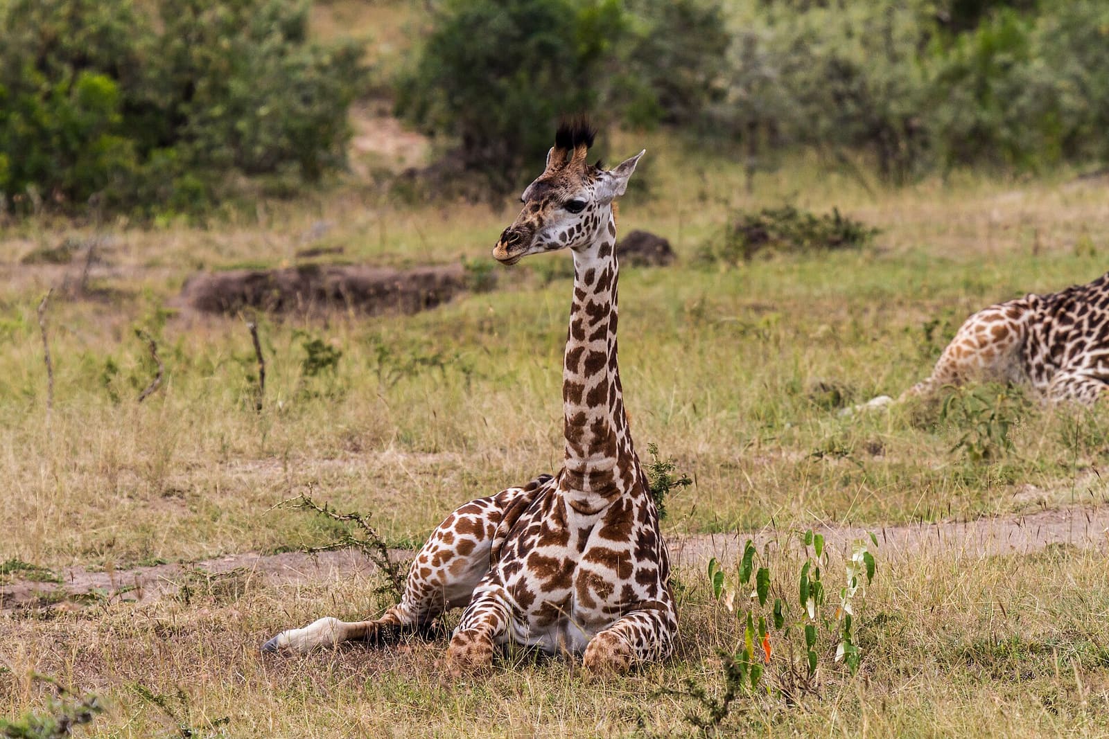 Giraffe ruht liegend im Gras