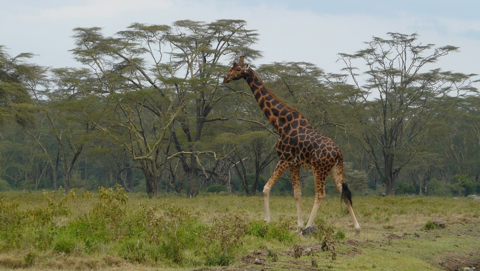 Giraffe im Buschland - die Bestände gehen seit Jahrzehnten zurück