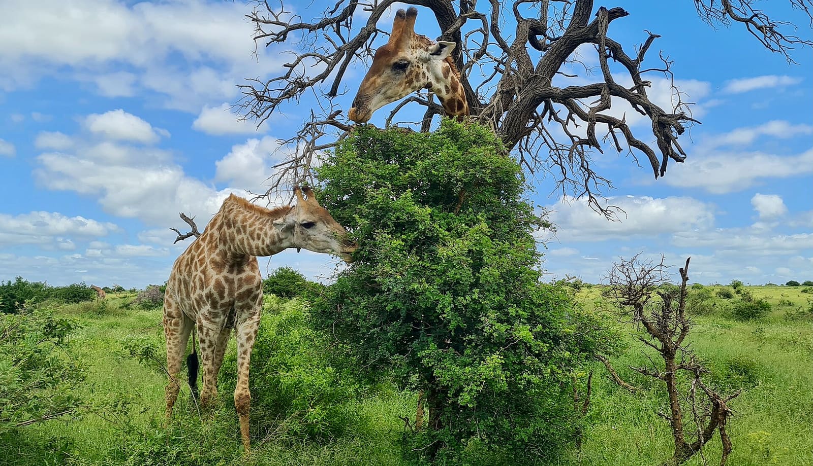 Giraffe frisst an der Krone eines Akazienbaums