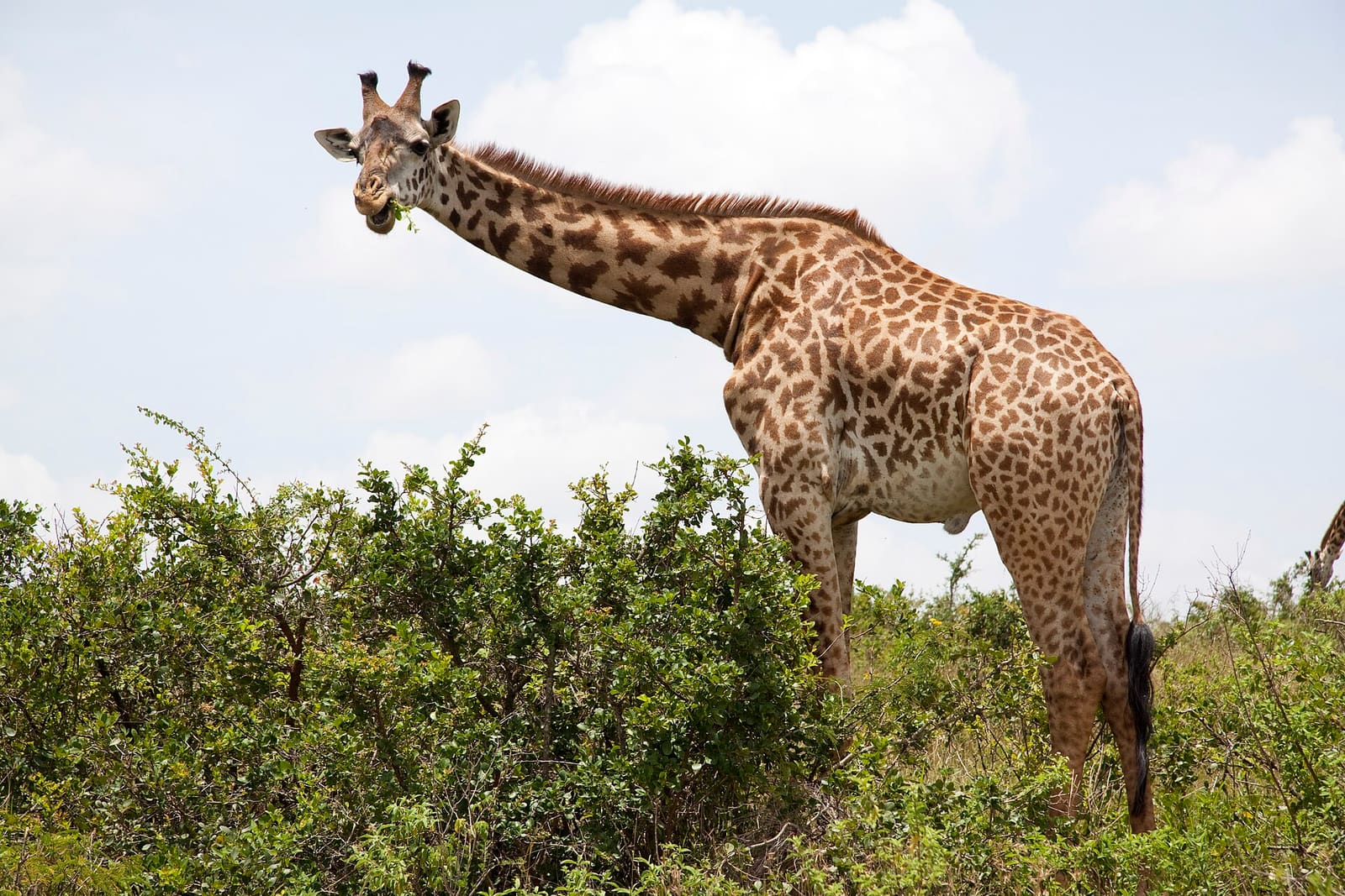 Giraffe zupft Blätter von einem Busch