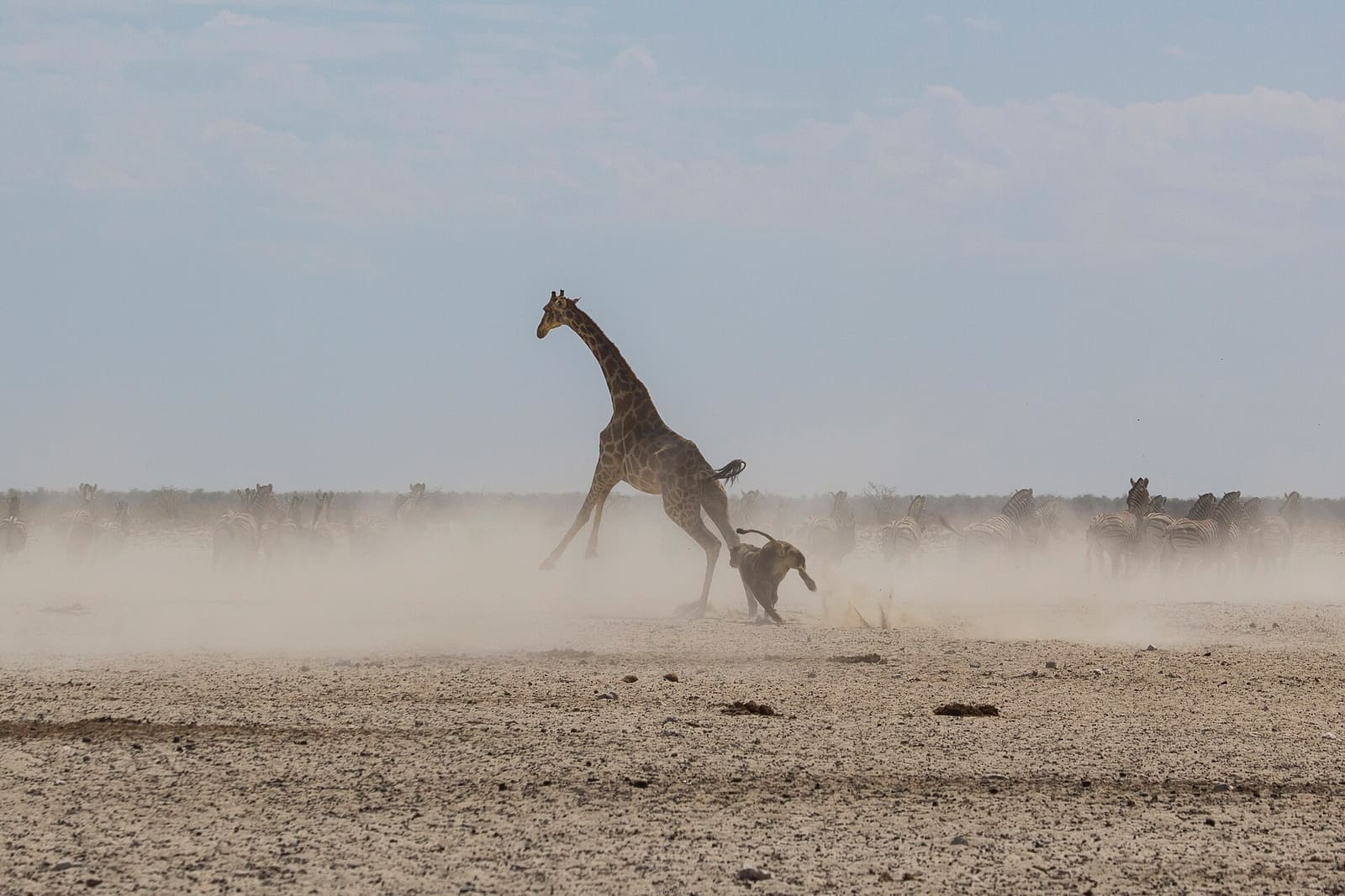 Giraffe flieht vor einer Löwin über eine staubige Ebene