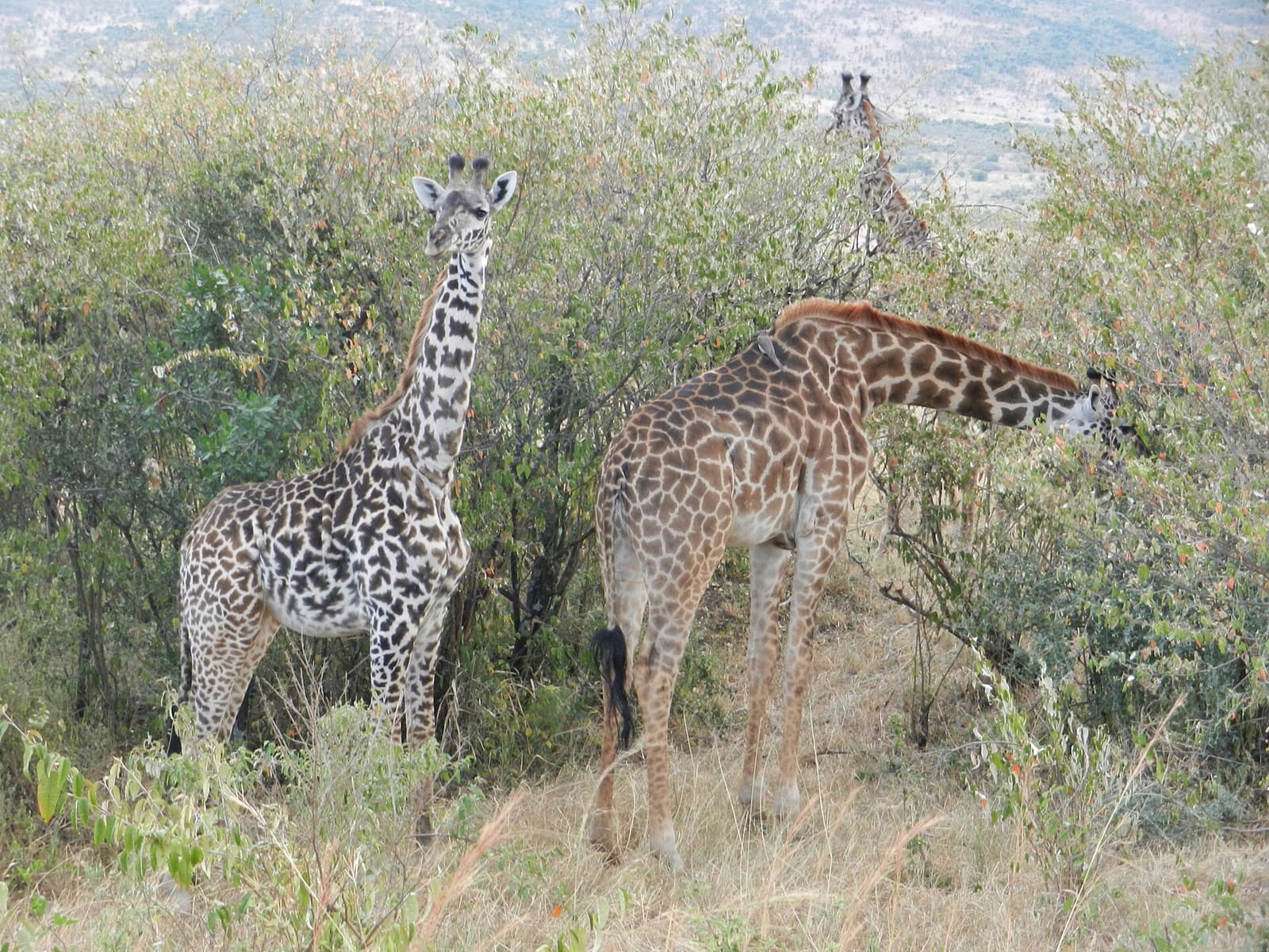 Zwei Giraffen stehen dicht beieinander im Buschland