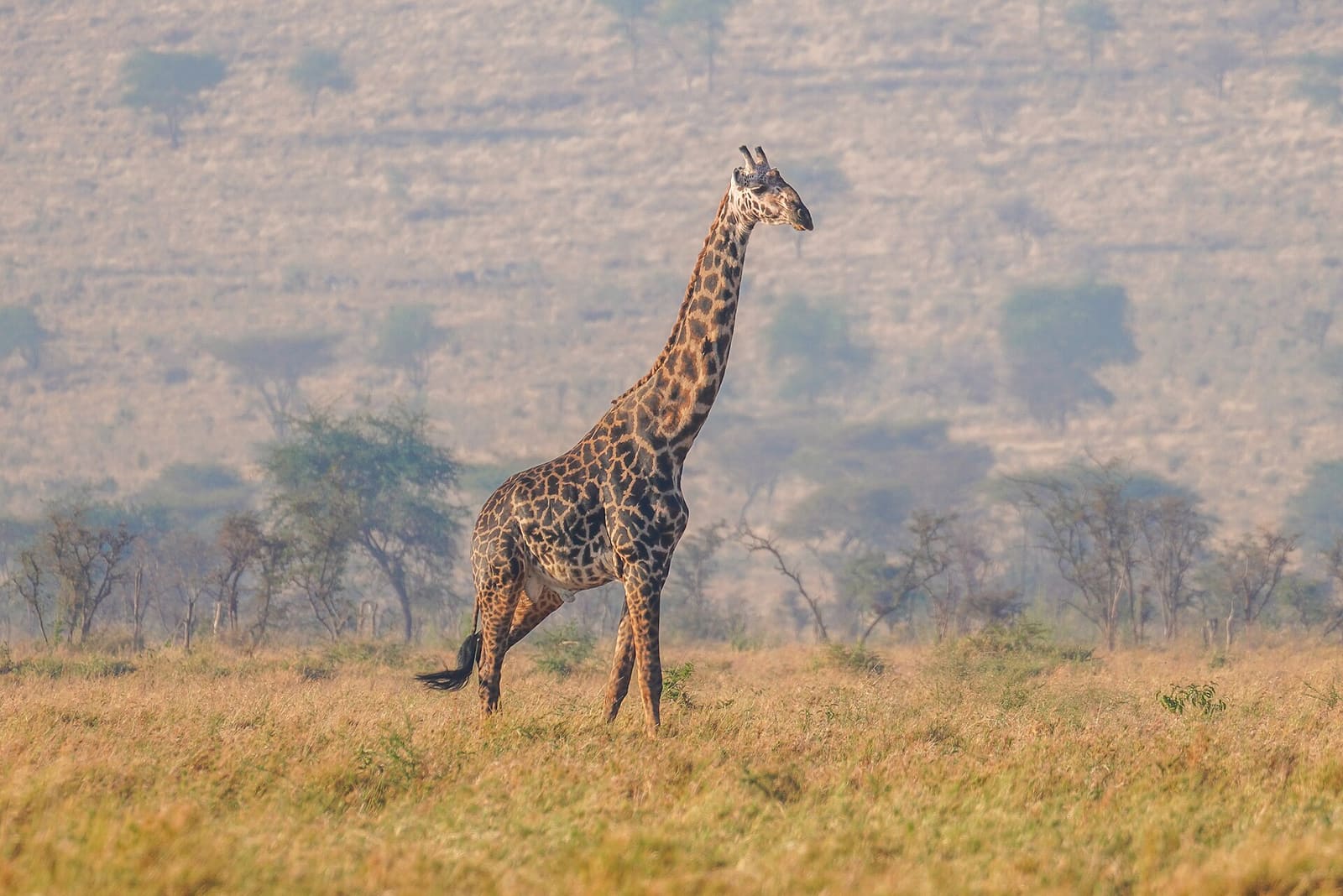 Ausgewachsene Giraffe neben einem Baum in der Savanne