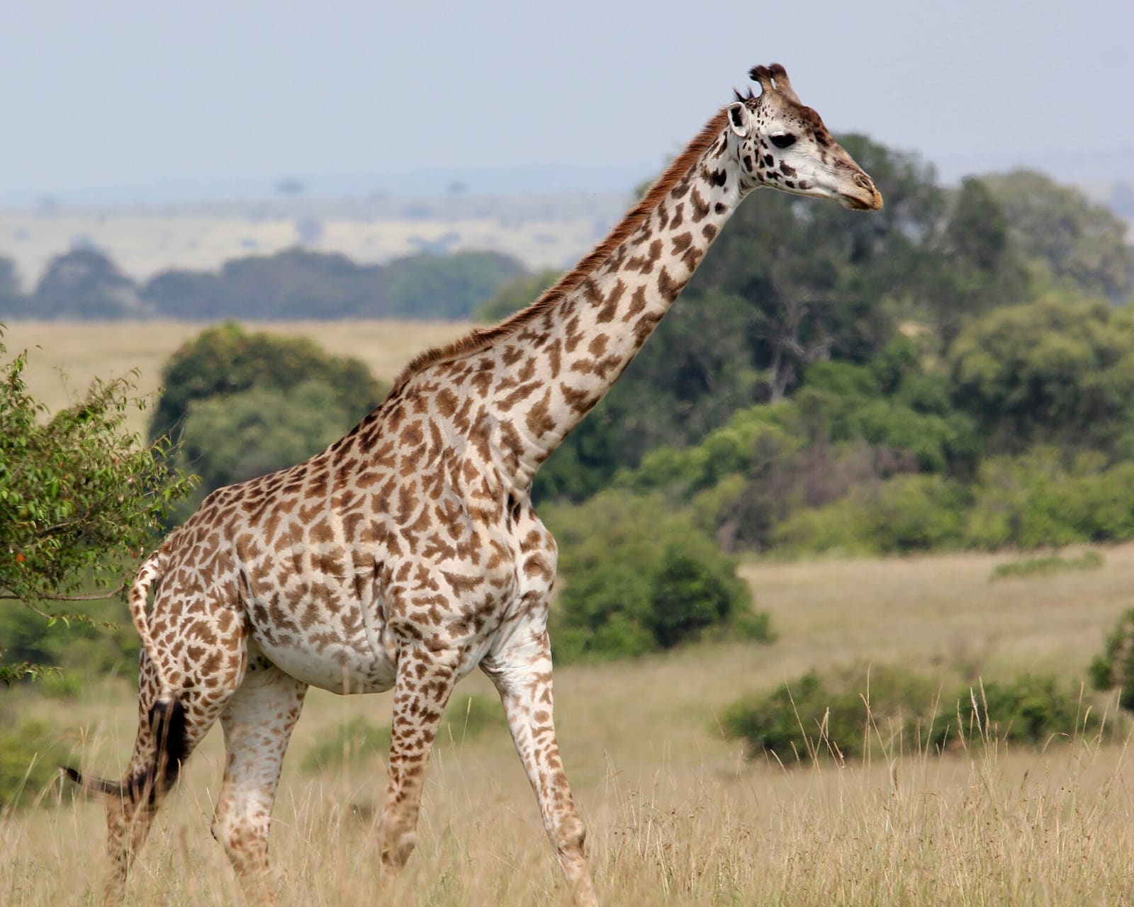 Nahaufnahme einer Massai-Giraffe