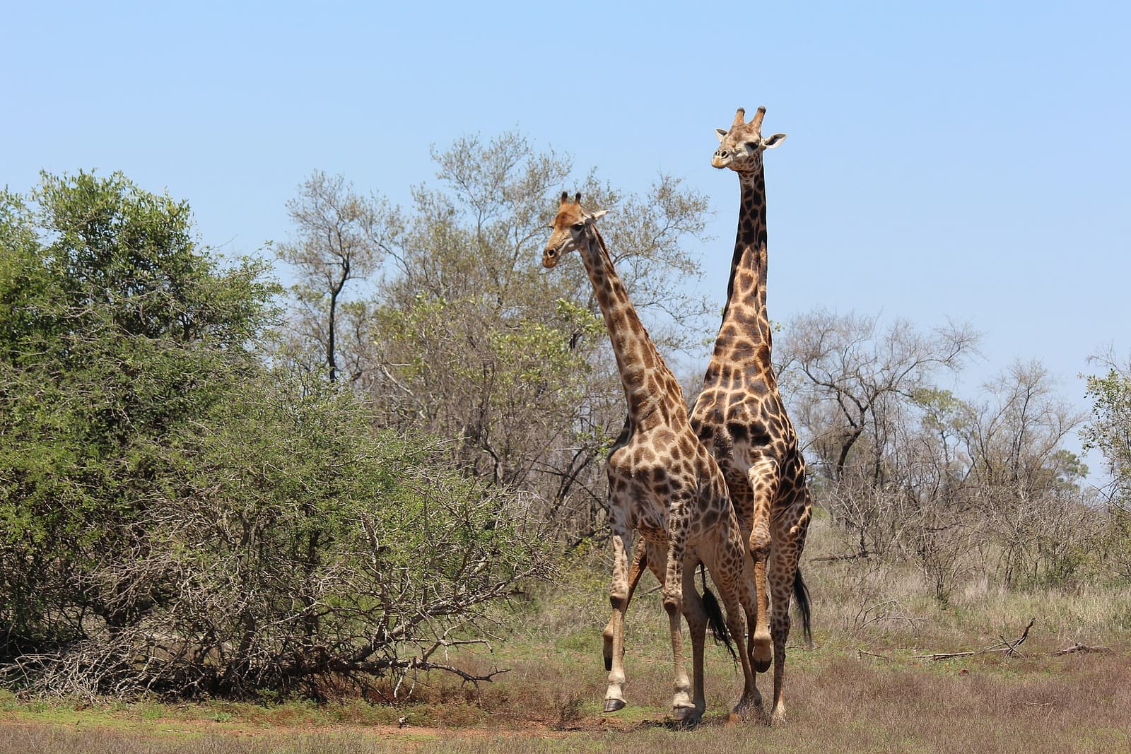 Giraffenbulle folgt einer Kuh während der Paarungszeit
