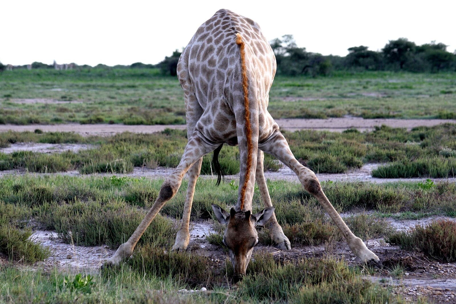 Giraffe spreizt die Vorderbeine, um am Wasserloch trinken zu können
