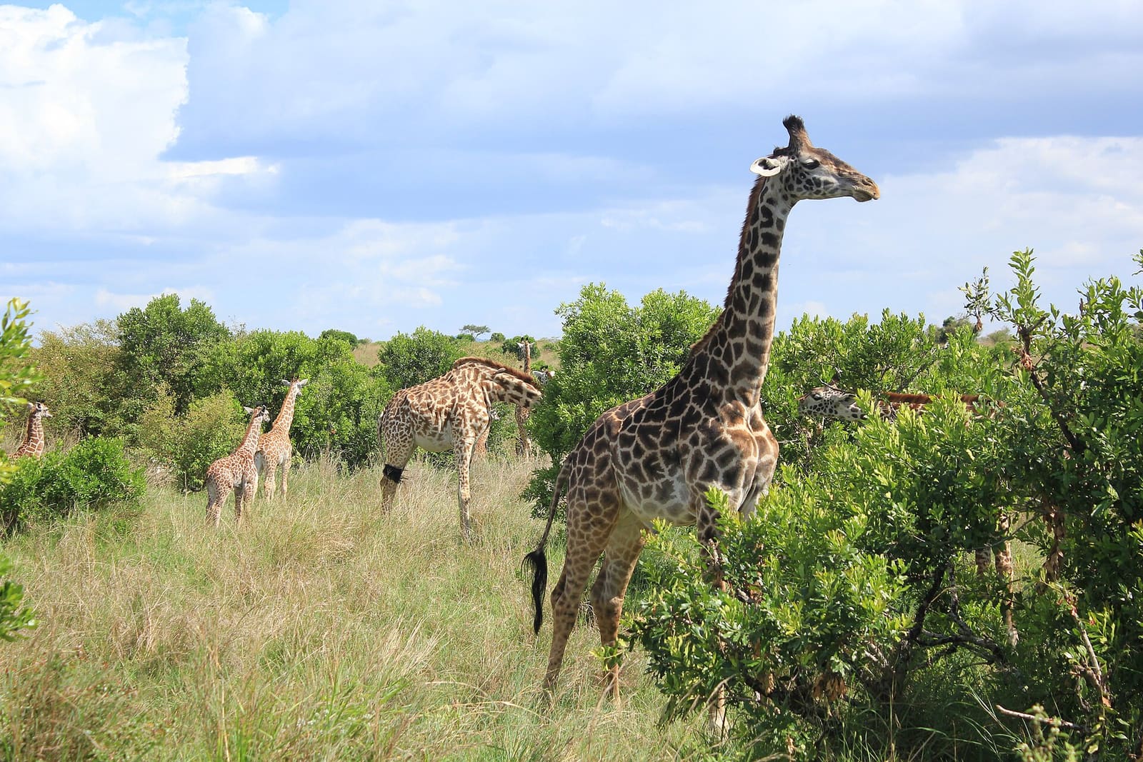 Mehrere Giraffen verteilt im Buschland