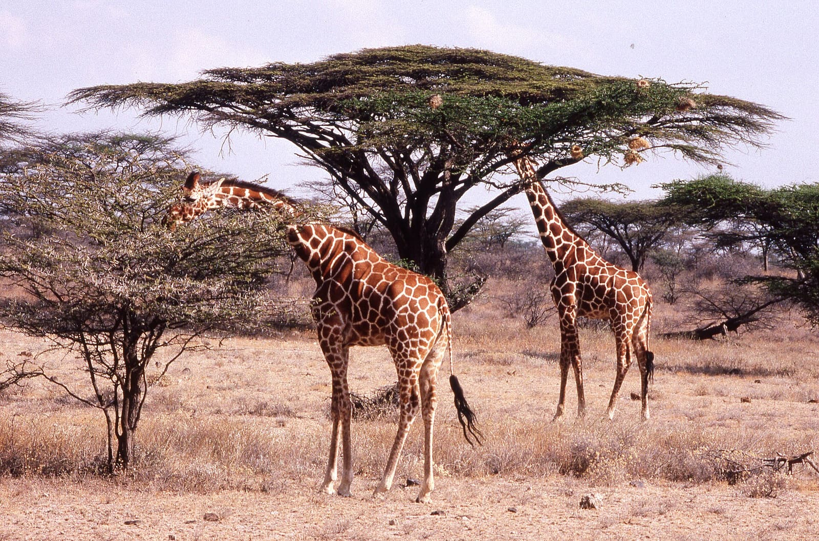 Netzgiraffen unter einer Schirmakazie